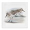 Stupell Industries Sandpiper Pair on Sandy Beach Canvas Wall Art